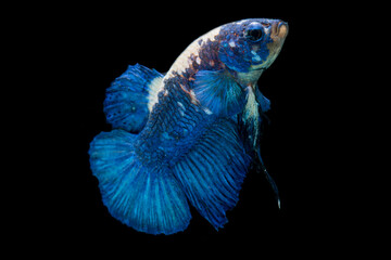 Wall Mural - Close up of colorful Betta fish. Beautiful Siamese fighting fish, Fancy Betta splendens blue panda isolated on black background.
