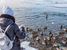 A Girl On The River Is Feeding The Ducks With Bread In Winter.