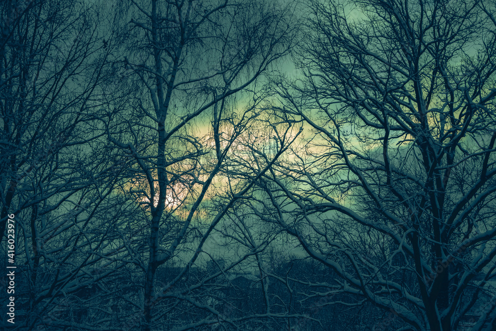 Ośnieżone drzewa na tle pochmurnego nieba - obrazy, fototapety, plakaty 