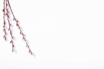 Wall Mural - spring flower composition. willow twigs on white background. flat lay, top view, copy space