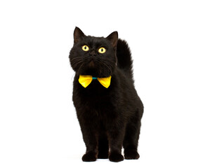  black cat wearing golden bow isolated