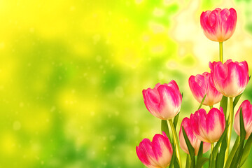  floral background of spring bright flowers. tulip