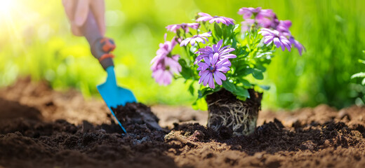 Woman hands seedling flowers into the black soil