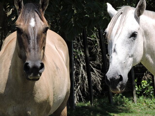 two horses in the field