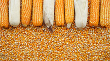 Frame Of Yellow Corn And Seeds Background 