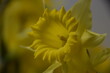 Jonquille narcisse jaune 