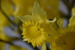 Jonquille narcisse jaune 