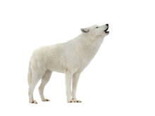 Howling White Arctic Wolf In Winter Isolated On White Background