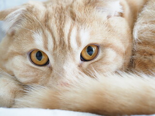 Sticker - scottish fold yellow cat at home