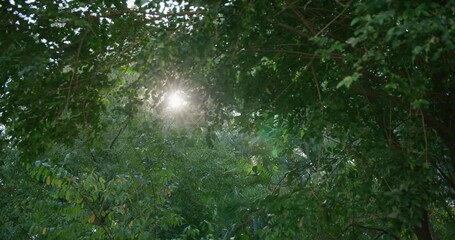 Wall Mural - sunlight flare from green lush plant tree