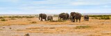 Fototapeta Natura - migration of elephants in amboseli park