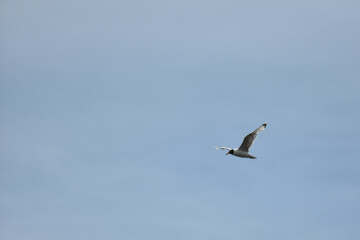 Wall Mural - Seagull flies across the blue sky