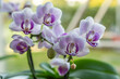 Knabenkräuter - Orchideen