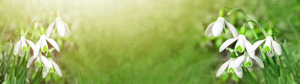 White fresh snowdrops flower ( Galanthus ) on green meadow in sunny garden . Easter spring background banner panorama - obrazy, fototapety, plakaty 
