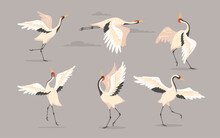 Japanese Crane Set. White Oriental Heron Or Stork, Bird Flying, Dancing Or Walking With Spread Wings Isolated On Grey. Vector Illustration For Nature, Wildlife, Wild Animal Concept