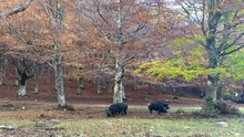 Black Pig Of The Nebrodi, Typical Pig Of The Nebrodi Mountains In The Wild And Semi-wild State. Sicilian Black Maile That Lives In The Beech And Oak Woods Of The Nebrodi Mountains In Sicily.