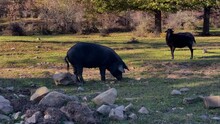 Black Pig Of The Nebrodi, Typical Pig Of The Nebrodi Mountains In The Wild And Semi-wild State. Sicilian Black Maile That Lives In The Beech And Oak Woods Of The Nebrodi Mountains In Sicily.