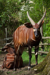 Poster - Eastern bongo (Tragelaphus eurycerus isaaci)