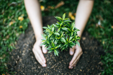 Young man transplanted small seedlings into mineral rich potting soil and prepared to water the plants, Plants help increase oxygen in the air and soil, Loving the Earth and Conserving the Environment