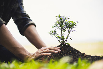 Young man transplanted small seedlings into mineral rich potting soil and prepared to water the plants, Plants help increase oxygen in the air and soil, Loving the Earth and Conserving the Environment