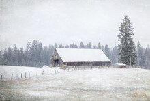 Original Winter Rural Photograph Of An Old Brown Barn N The Snow With A Fence And Tall Pine Trees