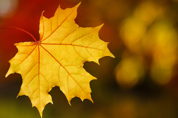 beautiful autumn maple leaf, close-up