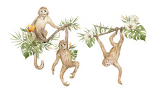 Watercolor Cute Monkeys And Floral Tropical Bouquets. Exotic Tropical Animals, Monkeys On The Tree And Plants, Flowers. 
