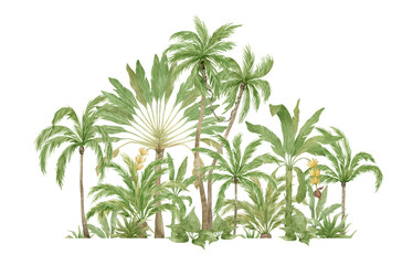 watercolor compositions with palm trees, coconut and banana palm, bright greenery, exotic forest.