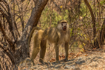 yellow baboon