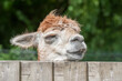 © Steve Mann - closeup head shot of a sleepy alpaca with its head on a paddock fence
