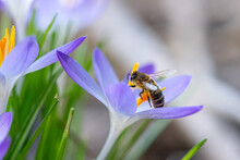 A Bee And Purple Crocuses In The Forest In February