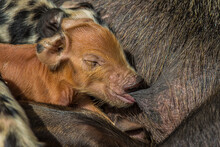 Portrait Of A Small Newborn Red Piglet Sucks On The Mamma Of A Fertile Sow. Shot Of A Polinesian Village On A Tiny Corall Atoll (Fanning Atoll, Kiribati) In The Middle Of The Pacific Ocean.