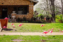 Brick Bungalow That Has Been Flamingoed - With Plastic Birds Stuck In All Over Lawn For Special Event.j