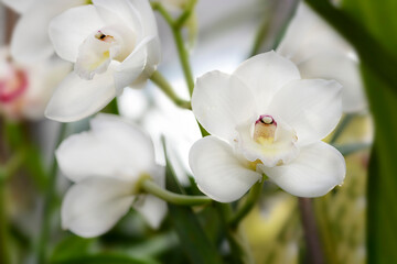 Wall Mural - white orchid flowers in garden