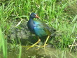 Purple gallinule wading bird in marshes leading up to Cano Negro, Costa Rica