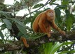 Orange howler monkey in branches along Rio Frio, Cano Negro, Costa Rica
