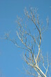 Wysokie drzewo bez liści na tle niebieskiego nieba