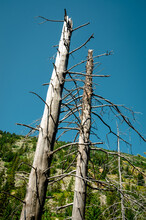 Dead Trees On The Slopes Of The Mountains