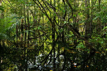 Wall Mural - Flooded Amazon Jungle (Igapós) - Brazil