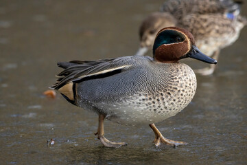 Beautiful male teal duck at a little pond called Jacobiweiher not far away from Frankfurt, Germany at a cold day in winter.