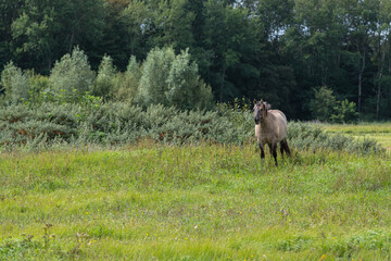 Wall Mural - Konik horse standing in a grass land in Lentevreugd, The Netherlands