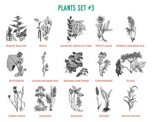 Vector Hand Drawn Plants Set