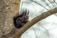 A Dark Brown European Squirrel Sitting On A Branch
