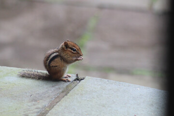 Chipmunk