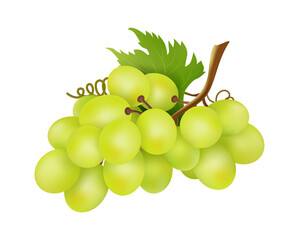 Wall Mural - White grapes bunch. Winery object, realistic grape isolated on white background. Fresh farm raw ingredient vector illustration. Fruit ripe sweet, berry nutrition organic