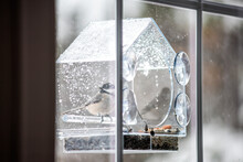 Closeup Of One Black-capped Or Carolina Chickadee Bird Perched On Plastic Glass Window Feeder Looking During Winter Snow Or Rain In Virginia With Seeds
