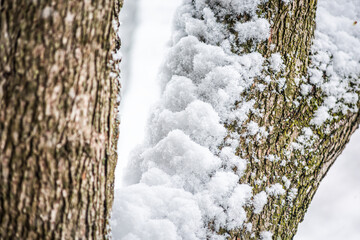 Wall Mural - Closeup of cherry tree trunk during winter snow cold in northern Virginia with pile snowing on bark texture