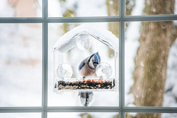 Wall Mural - Blue jay colorful Cyanocitta cristata bird perched on plastic glass window feeder looking for food during winter in Virginia with seeds