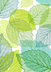 Wall Mural - botanical art. floral vector template with leaves. plant print for holiday poster, greeting card, co