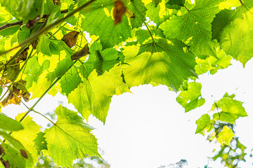 Wall Mural - Macro closeup of wild bright green large grape leaf backlit against sunlight isolated with white sky growing on vine in summer